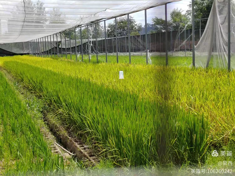 解锁糯米的72变(恩施市实验小学303班刘词俊熙)